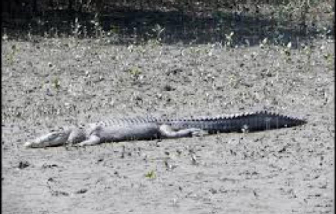 আতঙ্ক! আমফানের পর সুন্দরবনের বিভিন্ন গ্রামে ঢুকছে বাঘ, কুমির