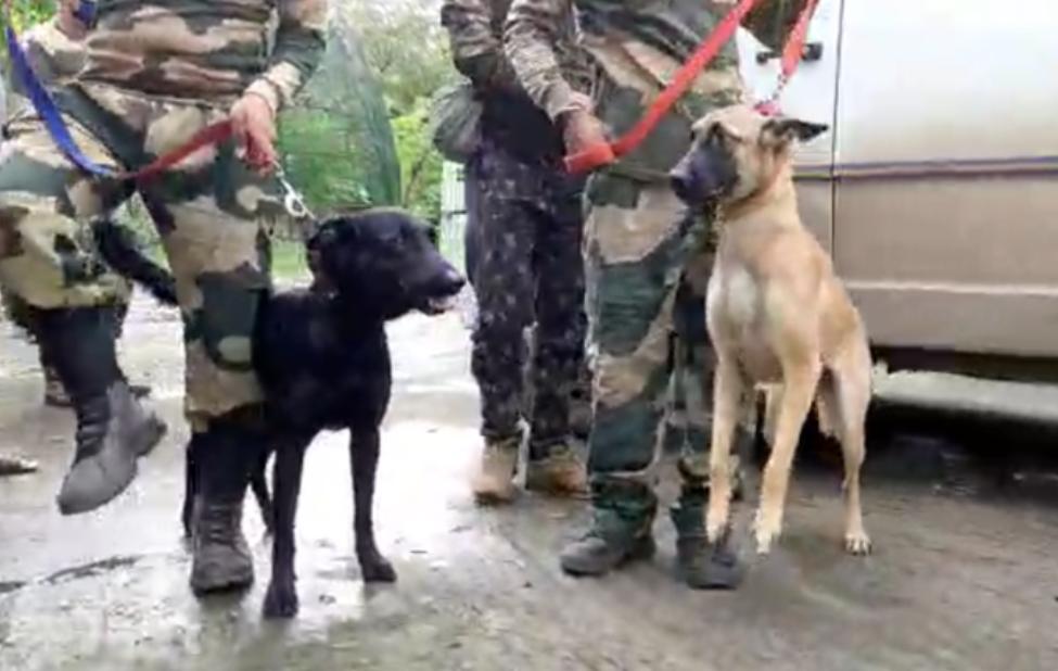 চোরাশিকারী ধরতে সুন্দরবন ও গরুমারায় যাচ্ছে বিশেষ বেলজিয়ান কুকুর