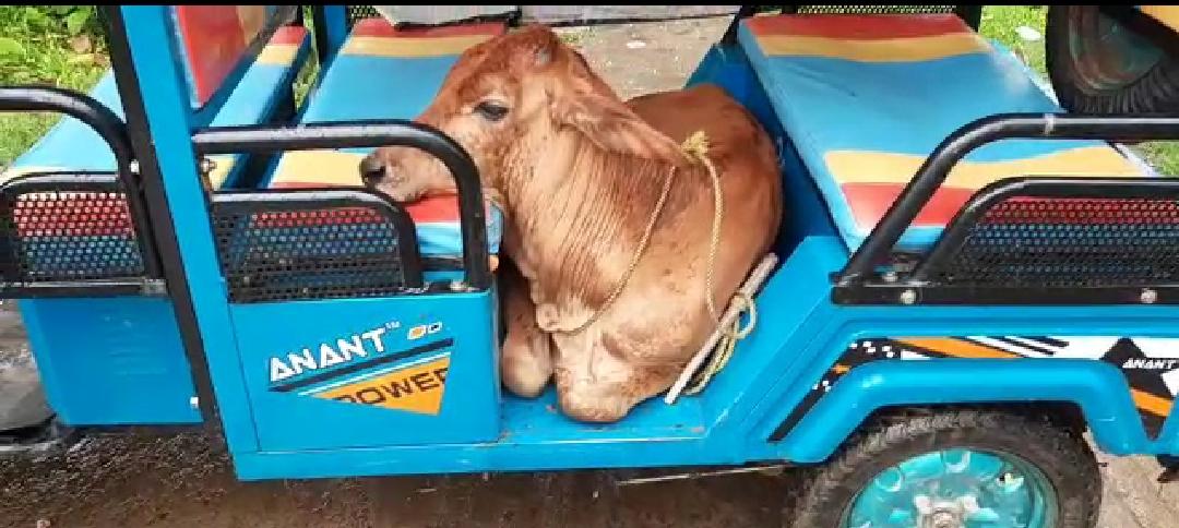 পশু চিকিৎসালয় থেকে মানুষের হাসপাতালে অসুস্থ গবাদিপশু, মিললো না চিকিৎসা