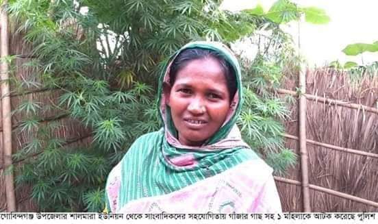 গোবিন্দগঞ্জে গাঁজার গাছ সহ ১ মহিলা আটক: