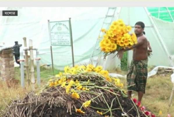 করোনা- আম্পানে কোটি টাকা ক্ষতির মুখে ফুলের রাজধানী যশোর৷