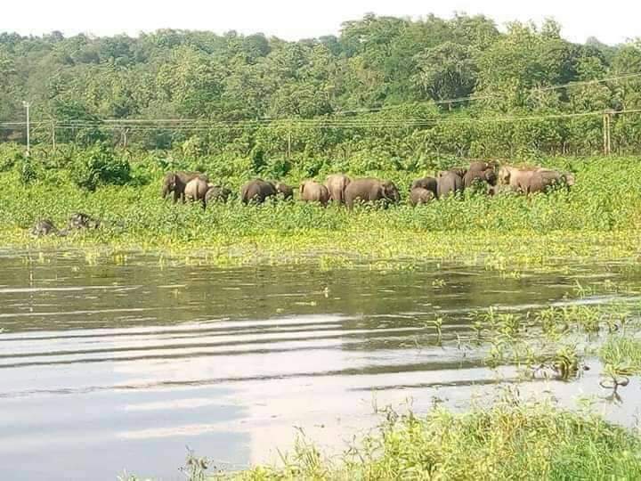 জামালপুর সীমান্ত এলাকায় ভারতীয় হাতির আক্রমণ: