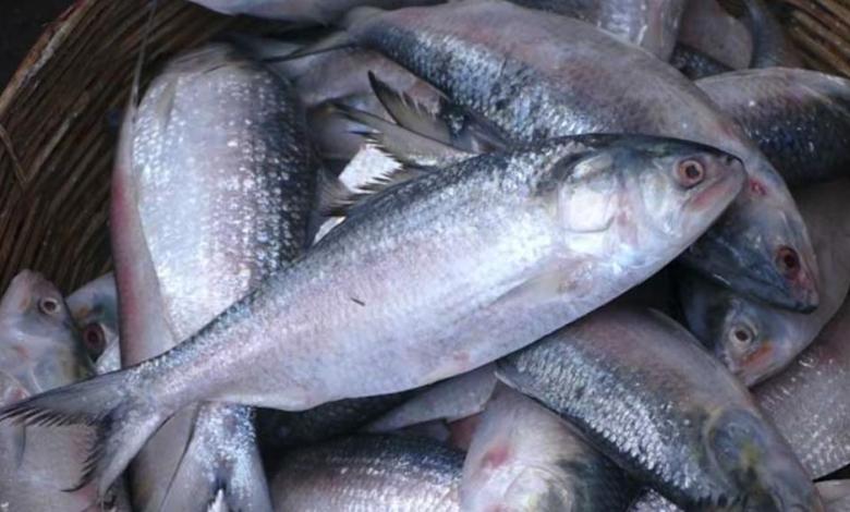 দিঘায় এল মরসুমের প্রথম ইলিশ, বাজারে ঢুকবে শীঘ্রই