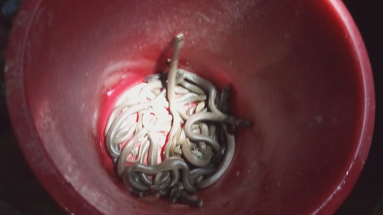 বাড়ির গোডাউনের পেছন থেকে ৩১ টি গোখরা সাপ উদ্ধার হল ইংরেজবাজার শহরের মালঞ্চপল্লী এলাকা থেকে।