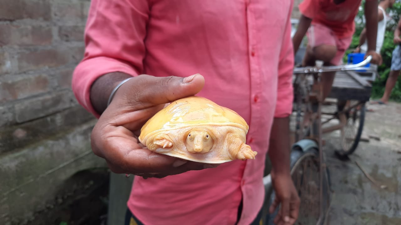 আবারও দেখা মিলল বিরল প্রজাতির কচ্ছপ