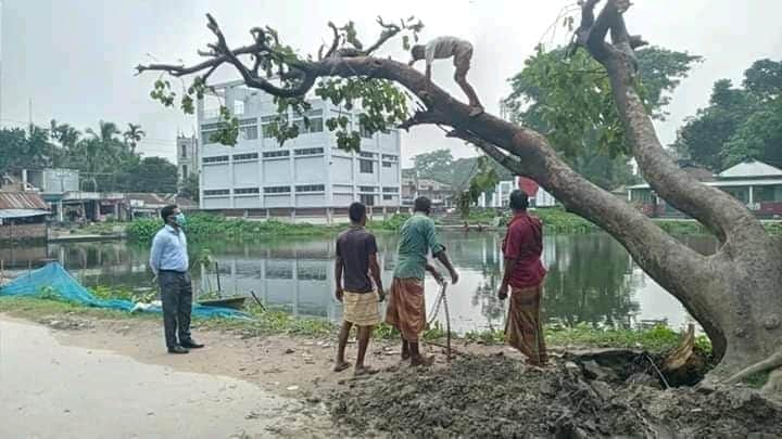 ইউএনও’র হস্তক্ষেপে উপড়ে পড়া পলাশবাড়ীর ঐতিহ্য-ধারণকারী পলাশফুল বৃক্ষটি দন্ডায়মান
