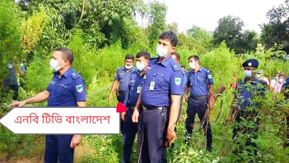 মেহেরপুর গাংনীতে ১৫ কাঠা জমিতে গাঁজা চাষ : ২শ’ গাঁজা গাছ উদ্ধার