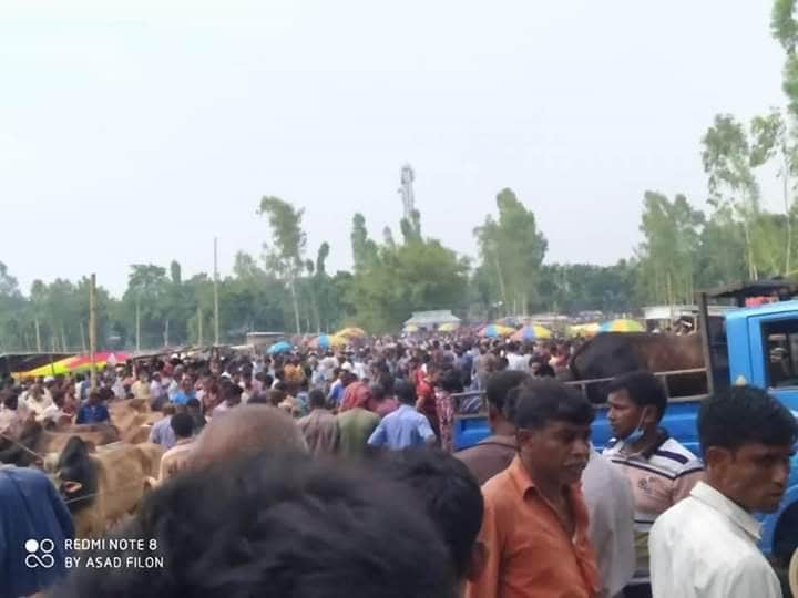 গাইবান্ধার দারিয়াপুরে জমজমাট কোরবানির পশুর হাট।