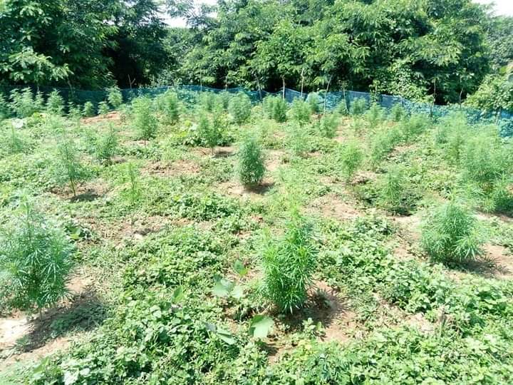 গাজা বিরোধী অভিযান অব্যাহত মধুপুর থানার পুলিশের