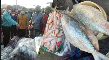 সাগরে নিষিদ্ধ সময়ে ইলিশ বিক্রি : ২০ কেজি মাছ জব্দ, জরিমানা