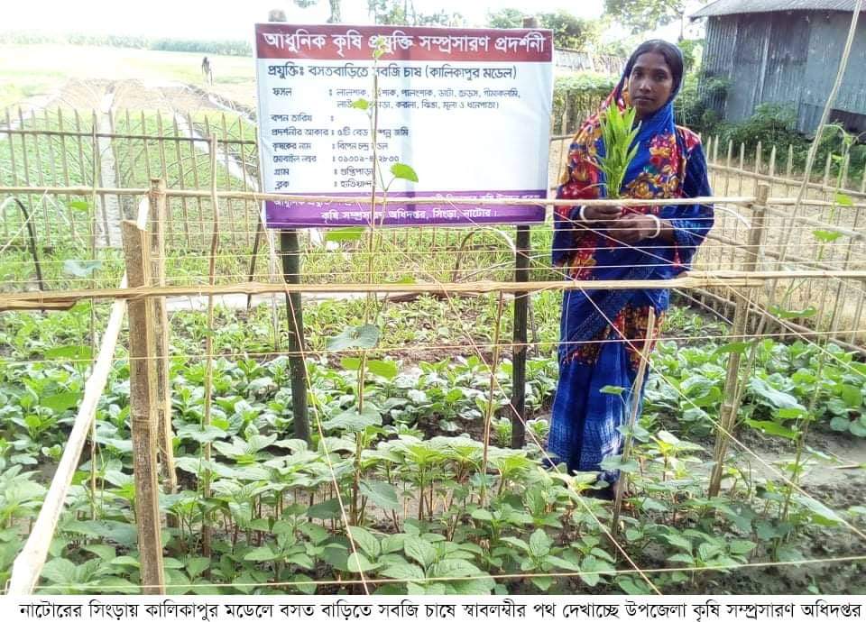 সিংড়ায় বসত বাড়িতে সবজি চাষে স্বাবলম্বীর পথ দেখাচ্ছে কৃষি অধিদপ্তর