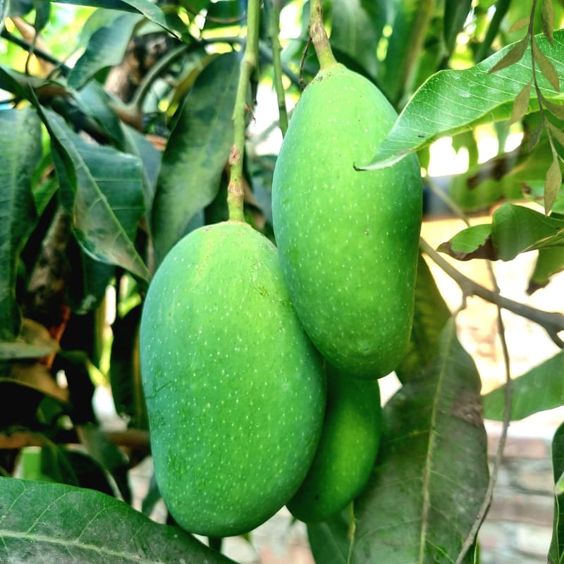 বিদেশে জনপ্রিয়তা পাচ্ছে মালদার ফজলি আম