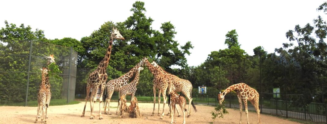 আলিপুর চিড়িয়াখানা থেকে শত শত প্রাণী উধাও! সরকারের কারচুপিতে অবশেষে কি উঠে যেতে বসেছে চিড়িয়াখানা?