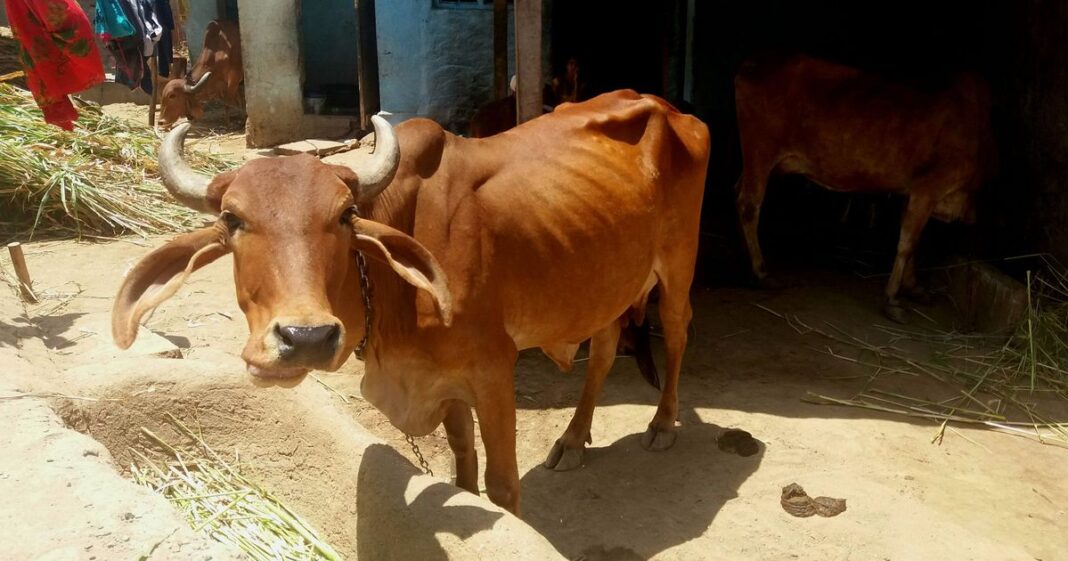 গো-হত্যা মামলায় জামিন পেলেন না আসিফ, হাইকোর্টের রায়ে তৈরি হয়েছে বিতর্ক