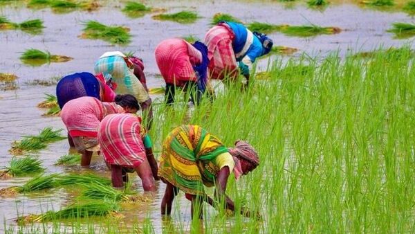 ঘূর্ণিঝড় মন্থার ধাক্কায় বিপাকে পূর্ব বর্ধমানের চাষিরা, নষ্ট হচ্ছে গোবিন্দভোগ ধান