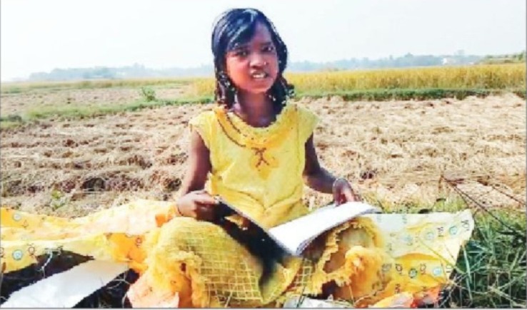 ধানক্ষেতে বসে অধ্যাবসায়! বড় হওয়ার দুচোখ ভরা স্বপ্ন দেখছে আদিবাসী কন্যা