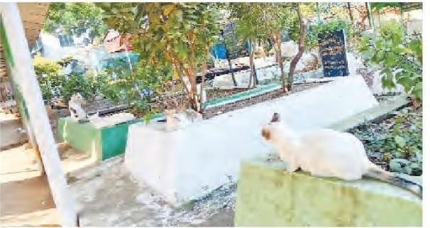 মহারাষ্ট্রের কবরস্থান ও মসজিদে বেড়েই চলেছে বিড়াল উপদ্রব, দায়িত্বহীনতার অভিযোগ স্থানীয়দের বিরুদ্ধে