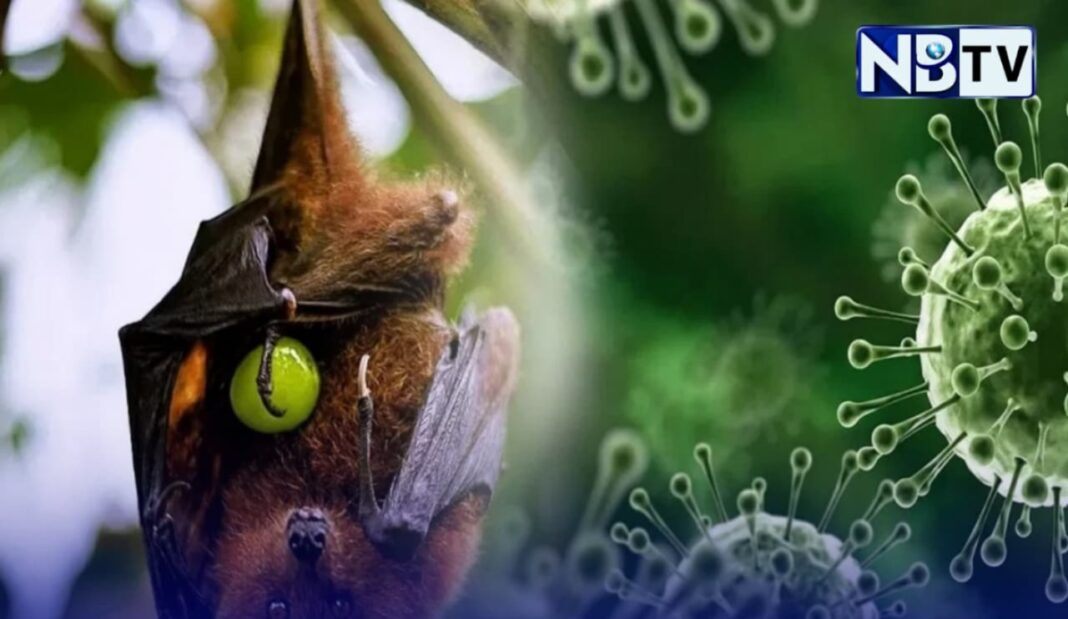 নিপা সংক্রমণে কাটোয়ার নার্স আক্রান্ত, পূর্ব বর্ধমানে ৬০ জনকে চিহ্নিত করে চিকিৎসা শুরু