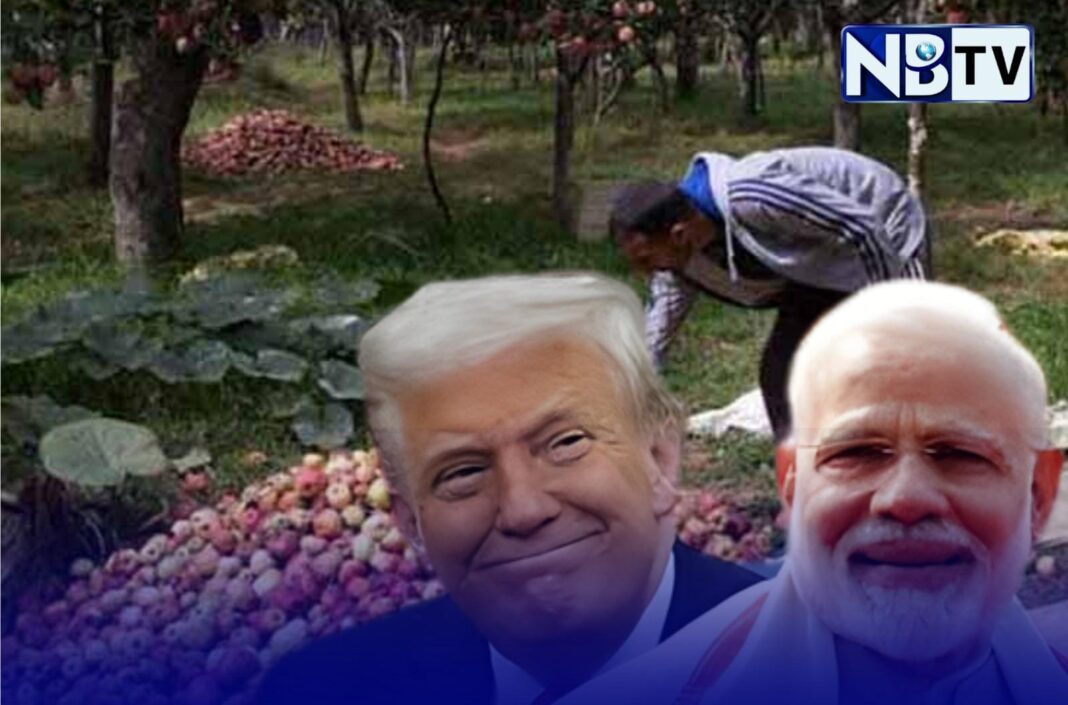 ভারত আমেরিকা বাণিজ্য চুক্তিতে দুশ্চিন্তায় দিন কাটাচ্ছে কাশ্মীর ও হিমাচলের আপেল চাষীরা