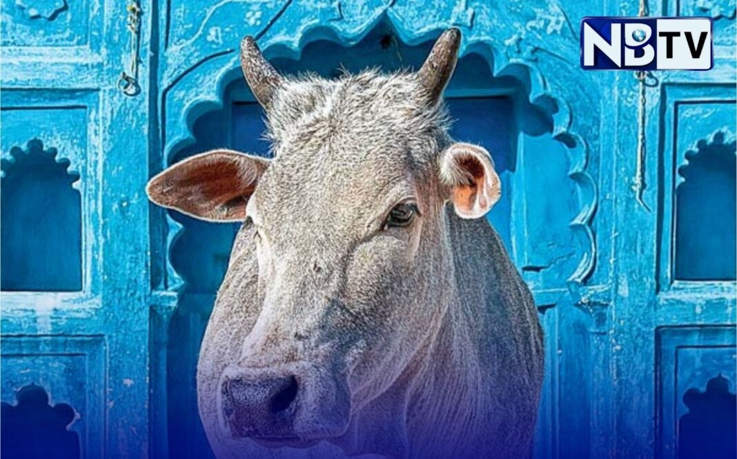 গরুর সম্বন্ধে অজানা তথ্য জানাতে জাদুঘর নির্মিত হবে উত্তরপ্রদেশে, বিজ্ঞান প্রযুক্তি কি তবে বিশ বাঁও জলে?