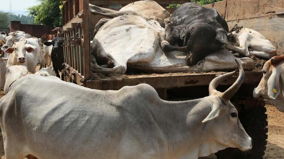 ঈদের আগে গো-রক্ষার নিয়মে কড়াকড়ি, পশ্চিমবঙ্গে শংসাপত্র বাধ্যতামূলক করল নবগঠিত বিজেপি সরকার
