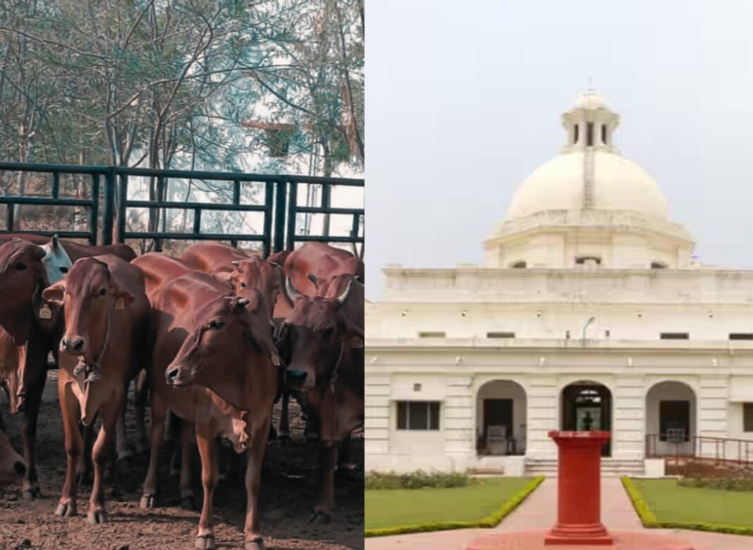 গোমূত্রে চিকুনগুনিয়া সমাধান? আইআইটি রুরকির গবেষণায় চাঞ্চল্যকর দাবি