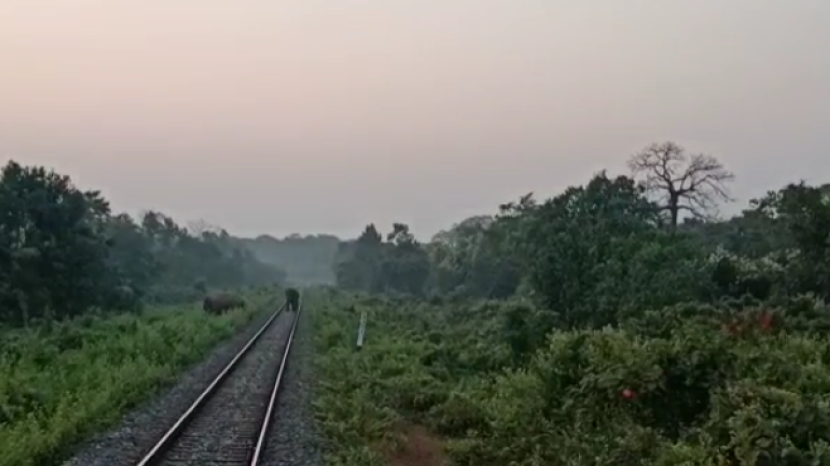 Elephant on rail track